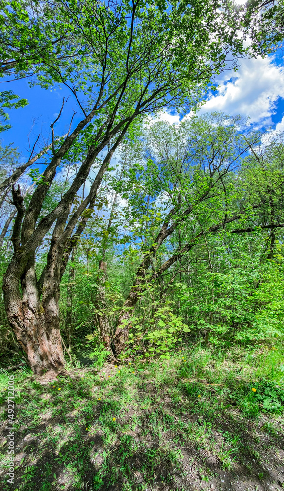 spring forest scenery with green trees in bright sunny day. panoramic vertical view. spring forest scenery with green trees in bright sunny day. panoramic vertical view.
