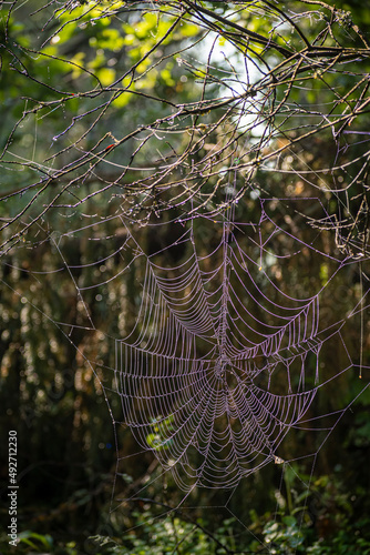 Large sunlit spider net on a branch. Spiderweb closeup in a forest. Tiny threads with dew drops in the morning. Selective focus on the details, blurred background.