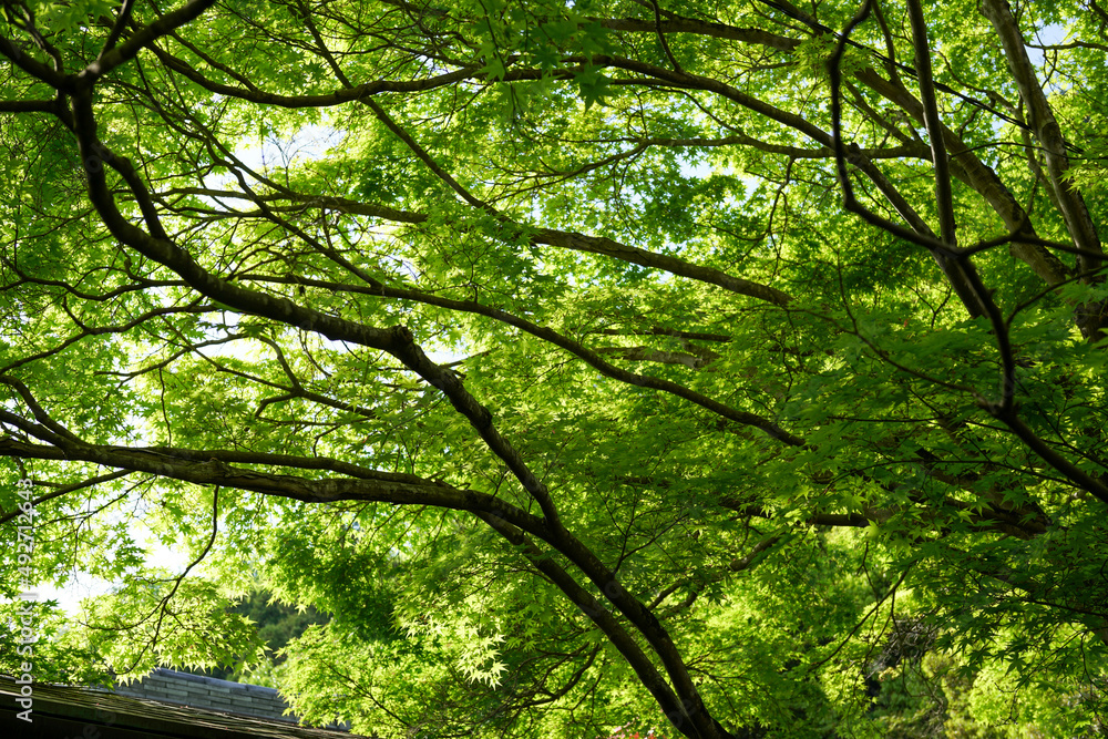 Fototapeta premium 蓮華寺の境内風景