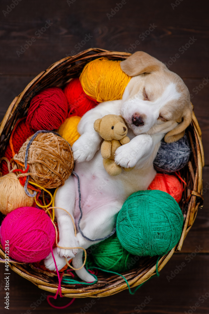 Beagle inside teddy bear shop