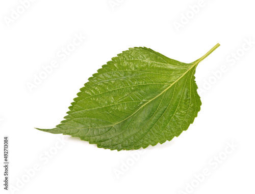 The Green Perilla leaves, also known as Green Shiso, Oba leaf or Beefsteak plant. Isolated on white background