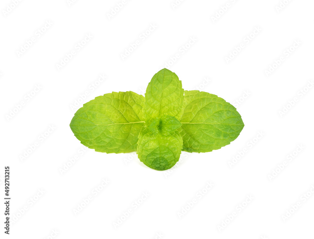 peppermint isolated on white background peppermint isolated on white background