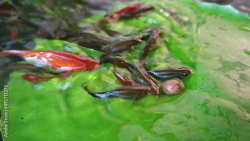 Guppy and Red swordtail Fish eating food on a green lotus leaf in a pond. photo