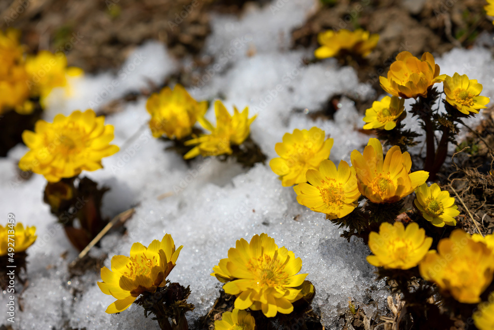 yellow flowers in the snow yellow flowers in the snow