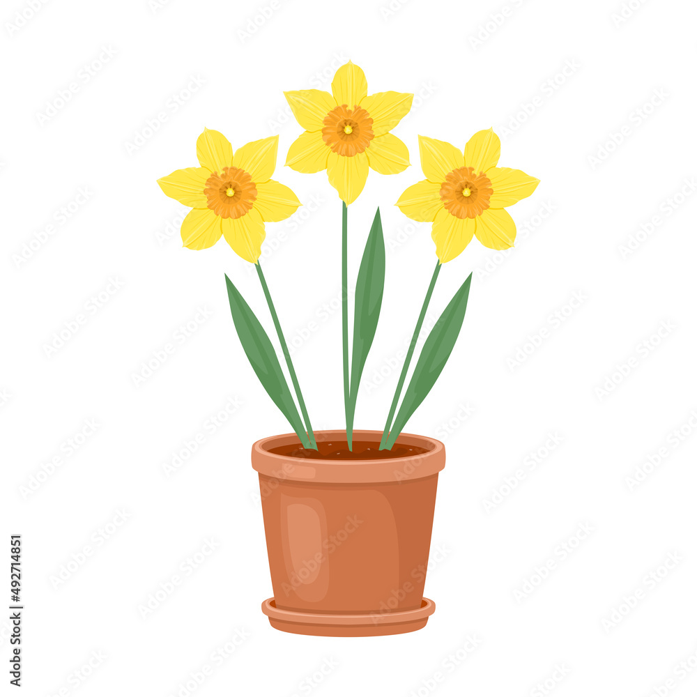 Daffodils flowers in a pot isolated on white background. Vector floral illustration. Spring yellow flowers in cartoon flat style.