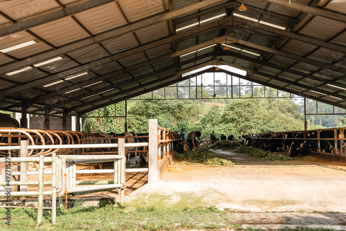 dairy cows are in the process of taking milk. agriculture industry, farming and animal husbandry concept - herd of cows eating hay in cowshed on dairy farm