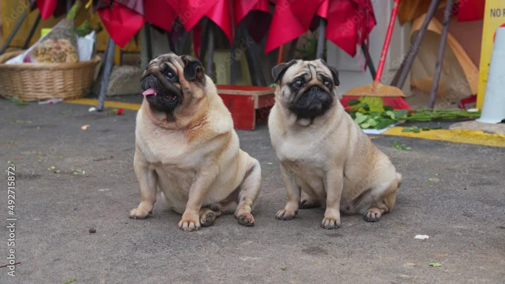 Two cute pugs are sitting and waiting for their owner to come back Two cute pugs are sitting and waiting for their owner to come back
