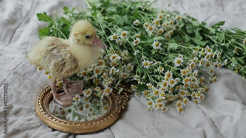 a little goose stands on a mirror surrounded by daisies