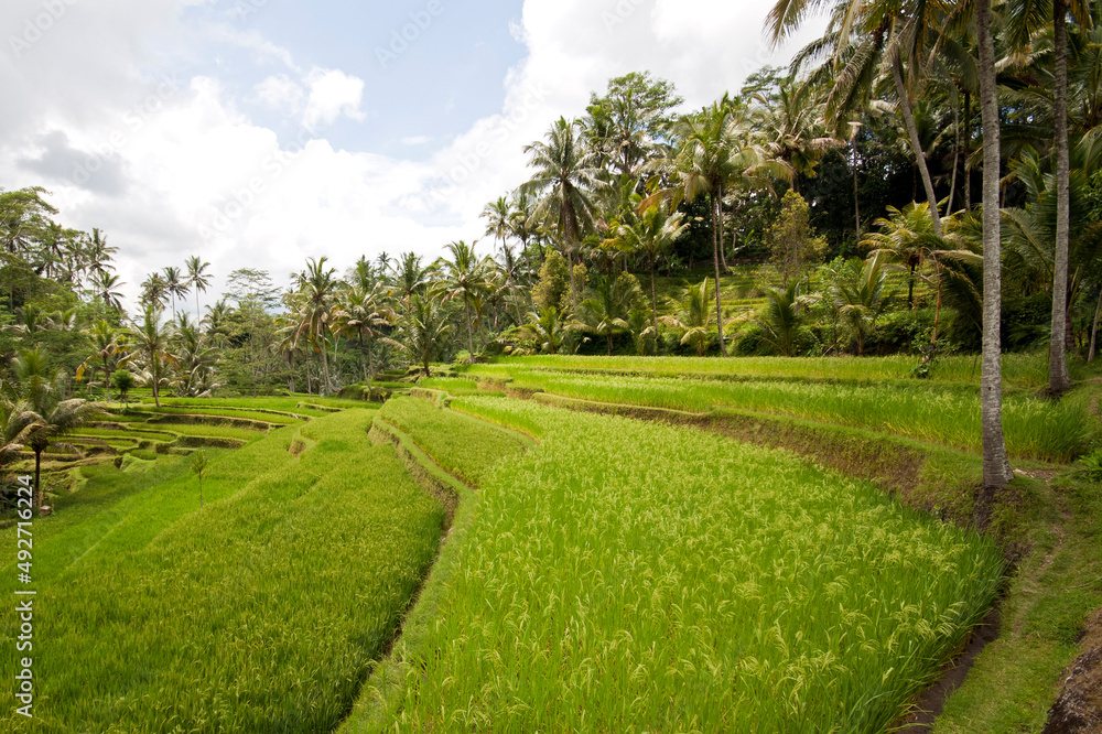 Beautiful and lush rice terrases in Ubud, Bali, Indonesia.