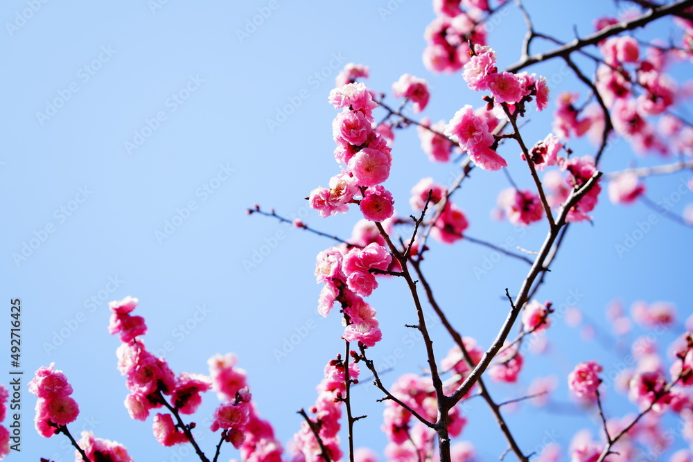 春に咲く梅の花 春に咲く梅の花