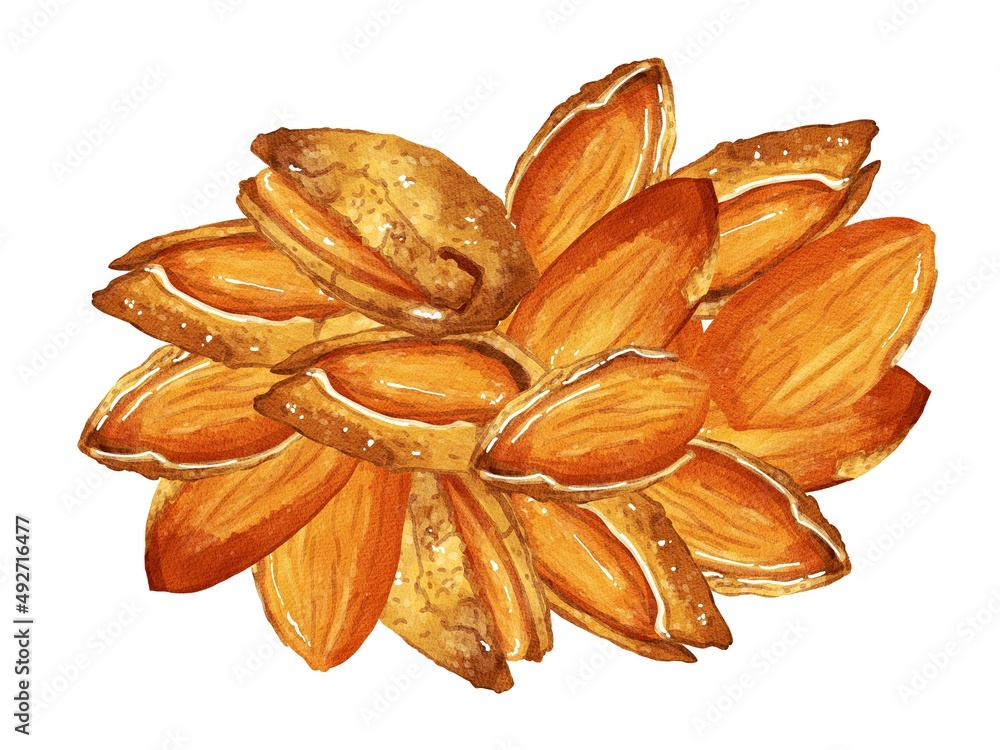 手描き水彩の殻付きアーモンドイラスト長方形フレーム 楕円埋め Stock イラスト Adobe Stock