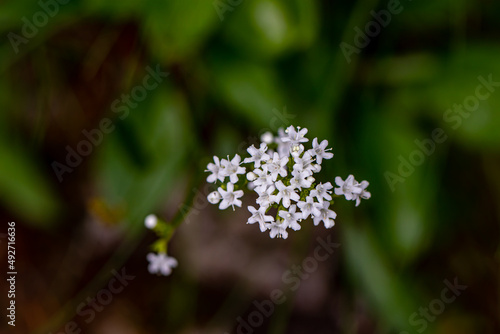 Valeriana saxatilis flower growing in mountains  macro