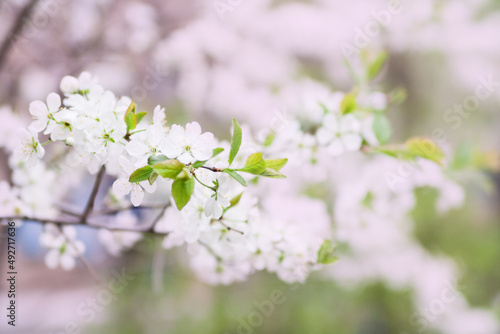 Bloom cherry tree flowers. © Olga