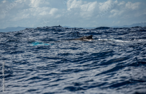 humpback whales with offspring in Samana Bay in the Dominican Republic in February 