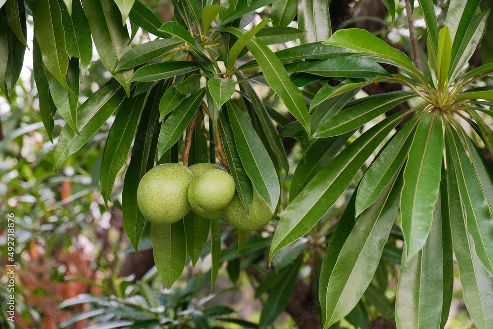 green Alphonso mango hanging on tree