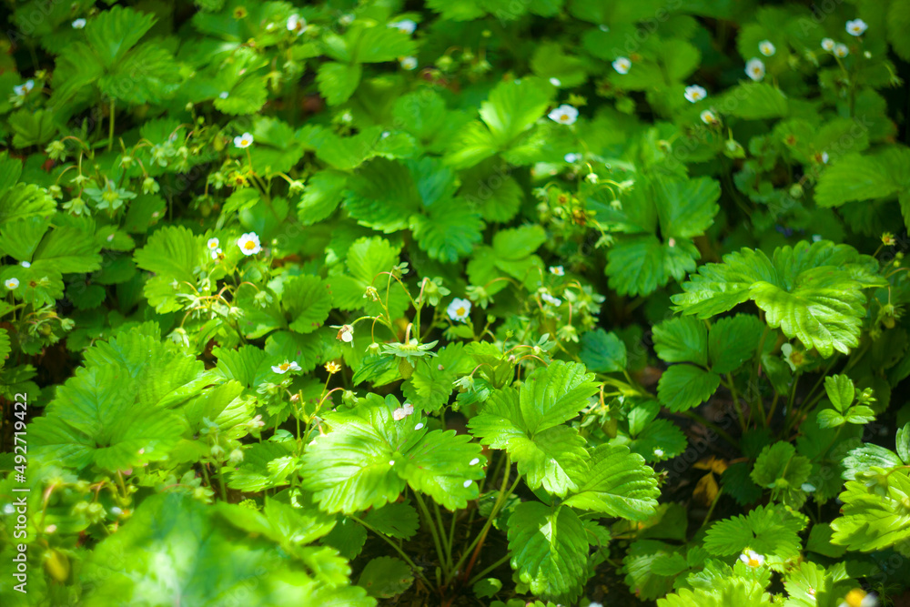 Green strawberries growing on a plant close up. Wild strawberry leaves Strawberry bush Green foliage texture. plants background. Green strawberries growing on a plant close up. Wild strawberry leaves Strawberry bush Green foliage texture. plants background.