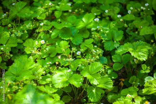 Green strawberries growing on a plant close up. Wild strawberry leaves Strawberry bush Green foliage texture. plants background.