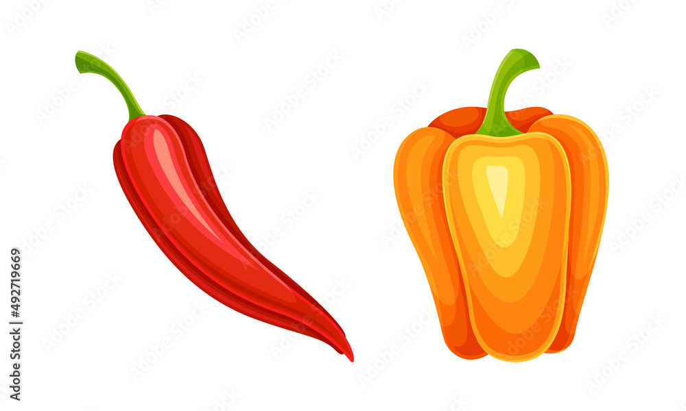 Red and orange fresh pepper bell and chili. Healthy spicy vegetables set vector illustration Red and orange fresh pepper bell and chili. Healthy spicy vegetables set vector illustration