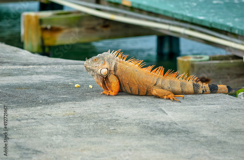 Colorful iguana crossing the street in Florida. © jovannig