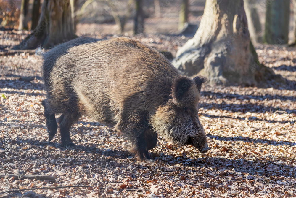 Wild boar - Sus scrofa - in the forest and by the in its natural habitat. Photo of wild nature. Wild boar - Sus scrofa - in the forest and by the in its natural habitat. Photo of wild nature.