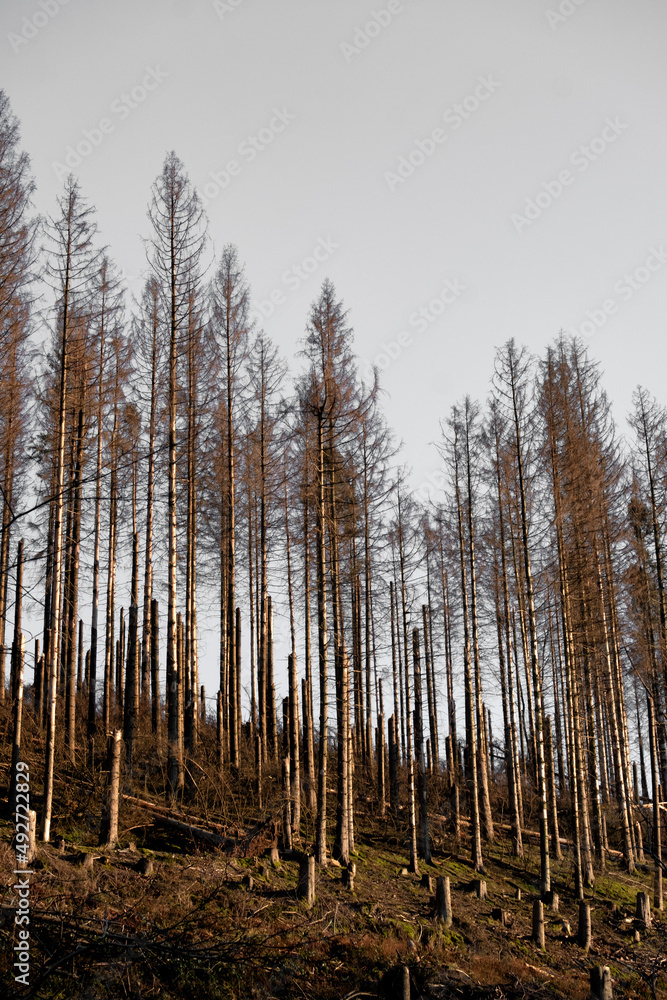 Waldsterben: Fichten sterben wegen Klimawandel und Borkenkäfer Waldsterben: Fichten sterben wegen Klimawandel und Borkenkäfer