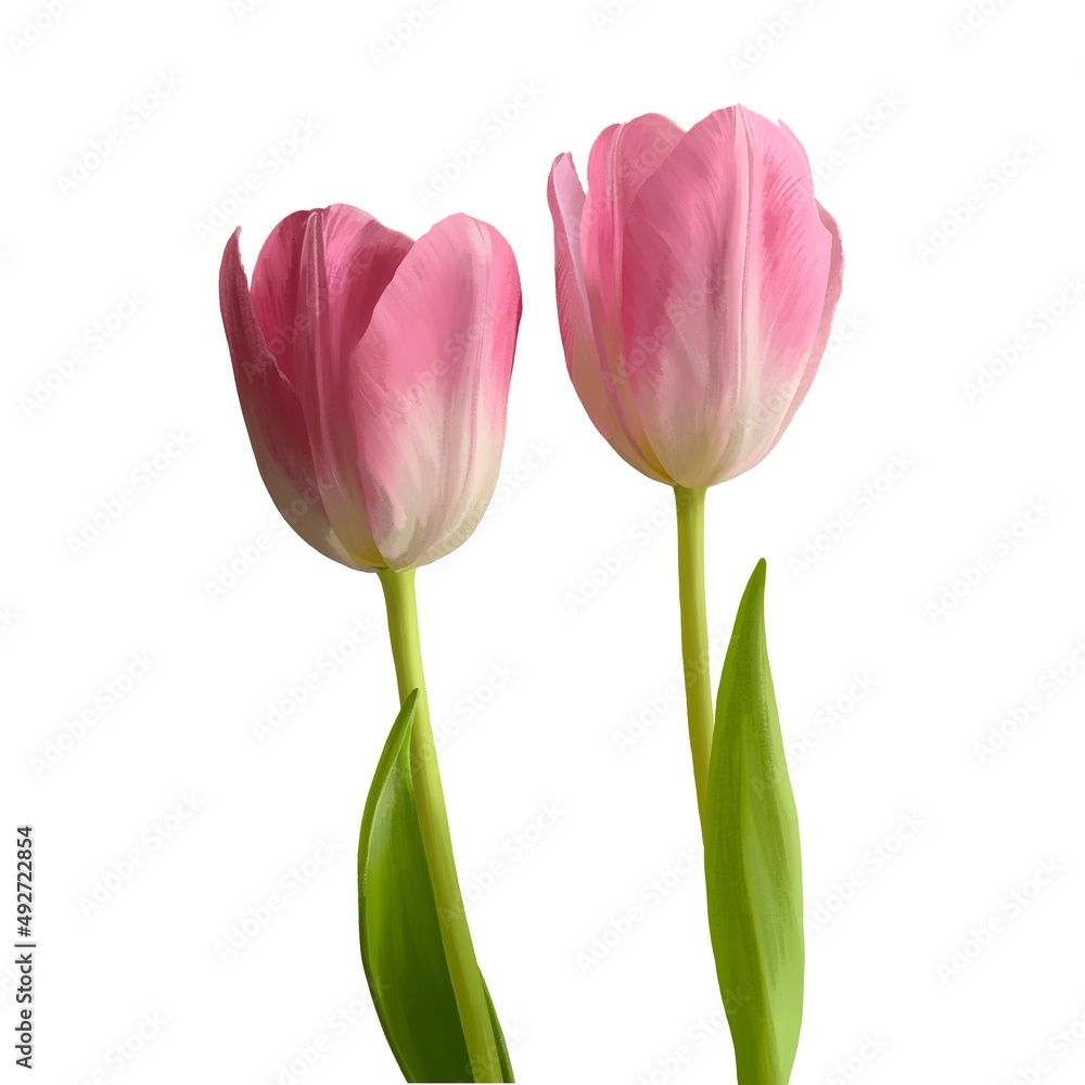 Pink Tulips on white background, spring digital flower. Realistic illustration Pink Tulips on white background, spring digital flower. Realistic illustration