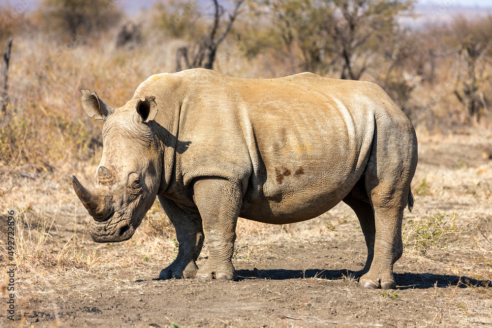 Fototapeta premium Rhino