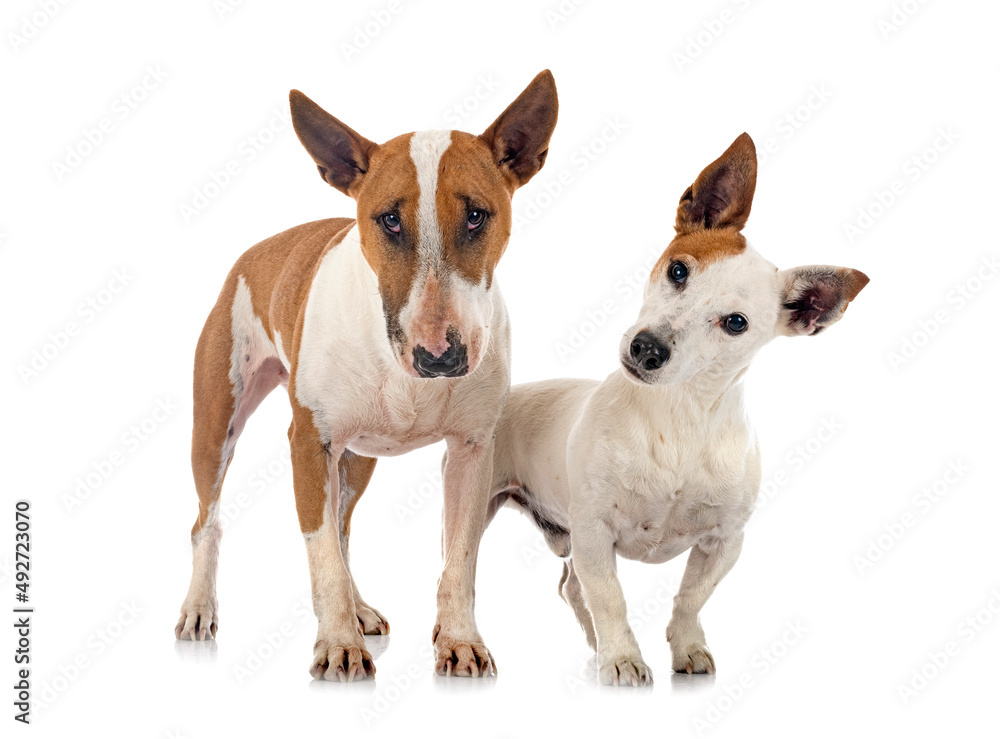 jack russel terrier and bull terrier