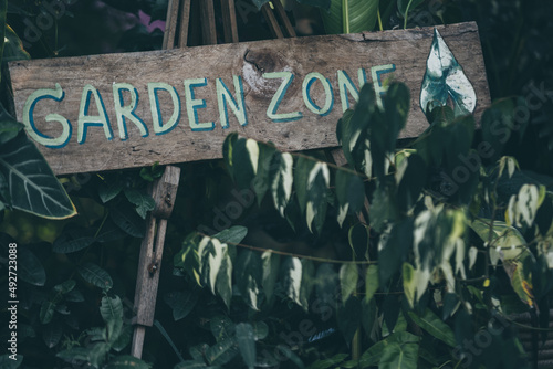 plant and flower in garden ...