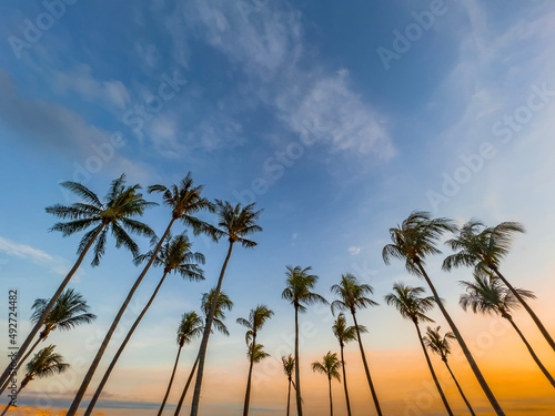Coconut palm trees by the beach in East Coast Park © Tristan