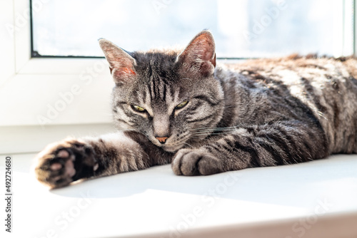 Grey domestic tabby cat is enjoying the spring sunlight and having a nap on the white window sill