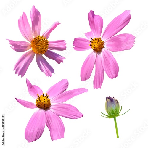 Set of pink flowers. Realistic illustration.Tender chamomiles blossom. Spring flowers isolated on the white background 