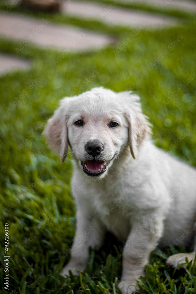 golden retriever puppy