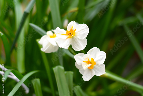 Narcissus poeticus flower on green background