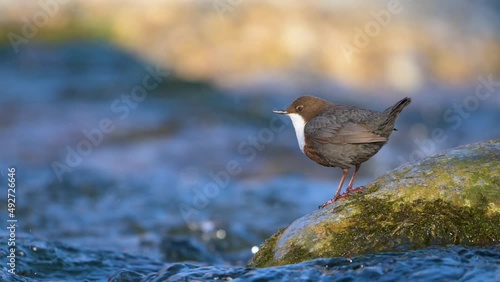 Slow motion of white-throated dipper cinclus cinclus bobbing on rock in fast flowing river then flying away