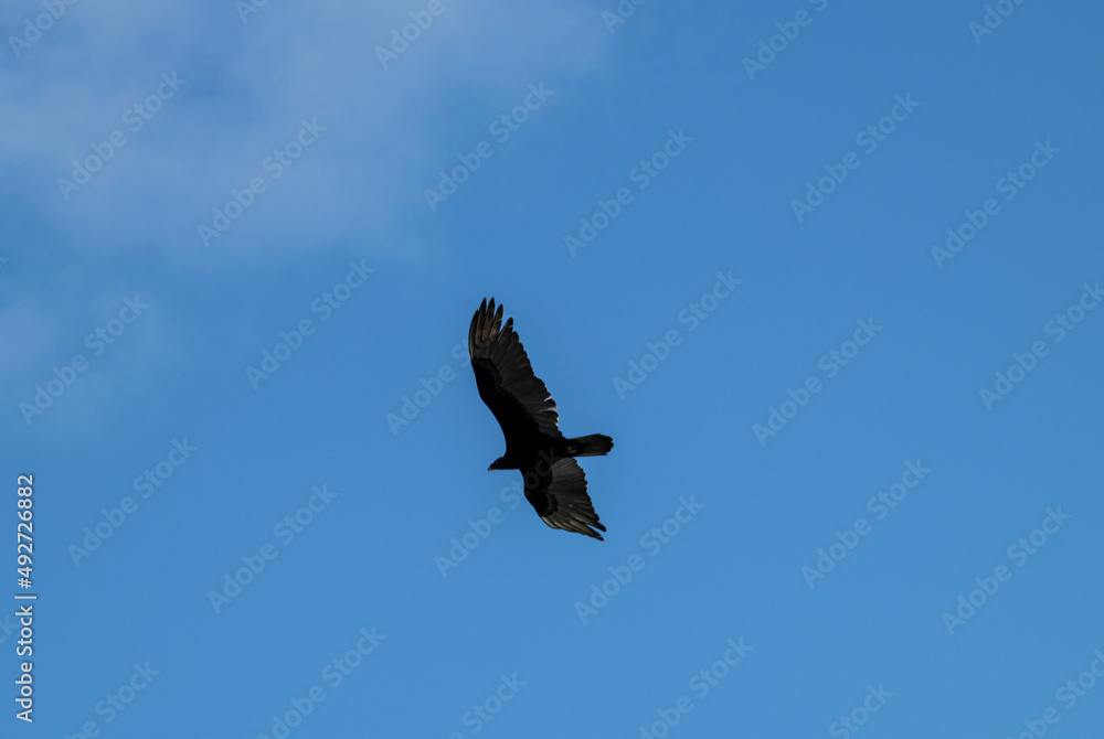 a dark brown eagle soars against the blue sky in the Dominican Republic a dark brown eagle soars against the blue sky in the Dominican Republic