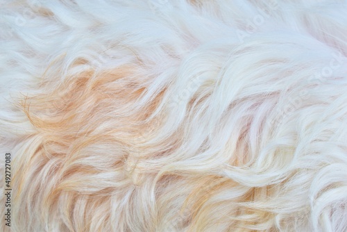 beautiful abstract close-up brown white fur texture background
