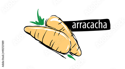 Drawn arracacha isolated on a white background photo