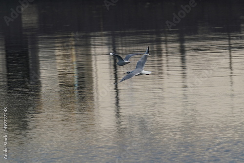 black headed gull in flight