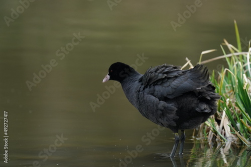 eurasian coot in the forest