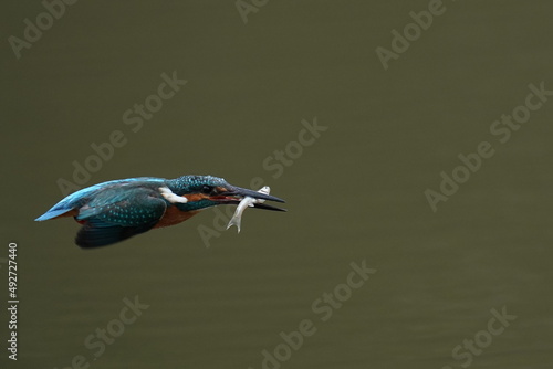 kingfisher in the forest photo