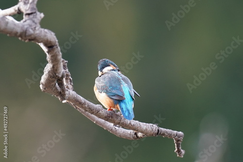 kingfisher in the forest photo