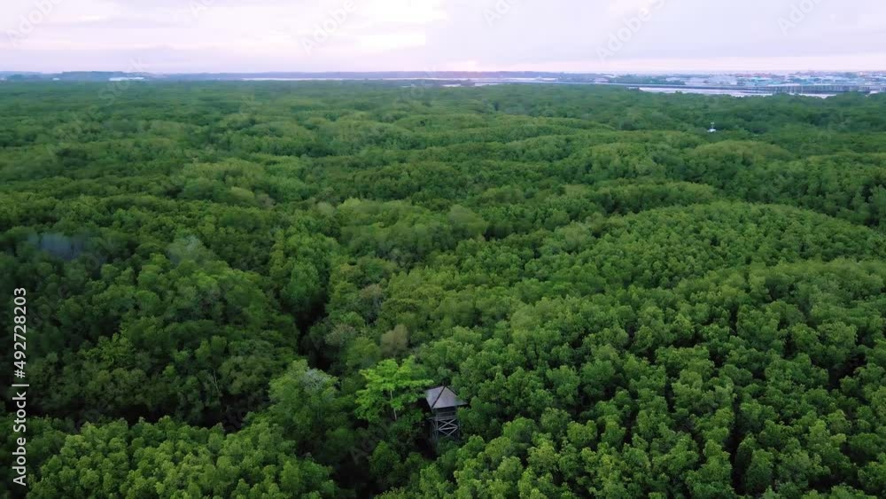 Mangrove Forest in Bali Island, Indonesia Mangrove Forest in Bali Island, Indonesia