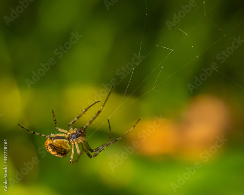 Eine kleine Spinne an ihrem Netz!