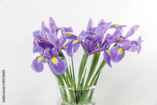 Violet Irises xiphium  Bulbous iris  sibirica  on white background with space for text. Top view  flat lay. Holiday greeting card for Valentine s Day  Woman s Day  Mother s Day  Easter 