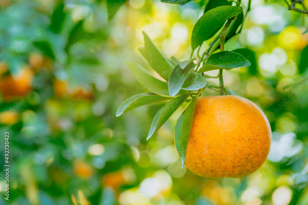 organic orange agriculture harvest plantation. organic orange agriculture harvest plantation.