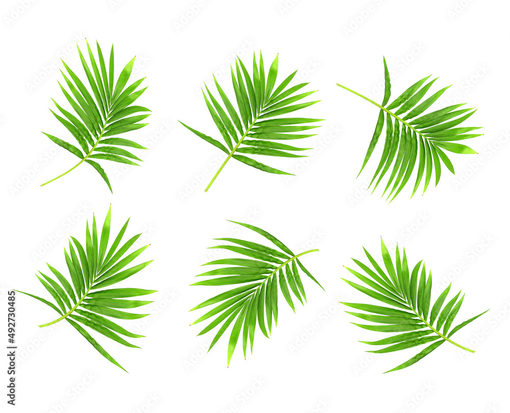 green leaf of palm tree isolated on white background green leaf of palm tree isolated on white background