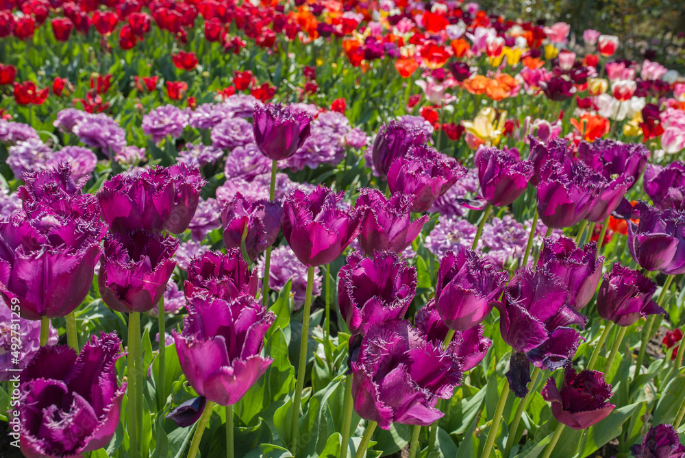 beautiful and colorful tulips with green leaves on the meadow in spring beautiful and colorful tulips with green leaves on the meadow in spring