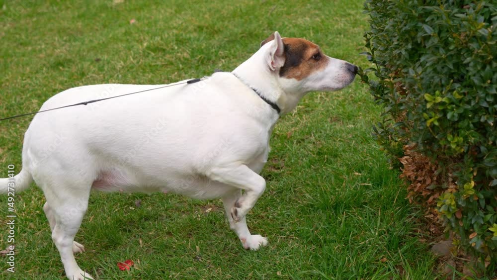 Jack Russell Terrier walks on a leash in the park. overweight in dogs. mandatory daily walks with dogs in any weather. pet food and accessories. Jack Russell Terrier walks on a leash in the park. overweight in dogs. mandatory daily walks with dogs in any weather. pet food and accessories.