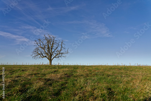 Lonely tree in winter on meadow with weathered fence in background. 